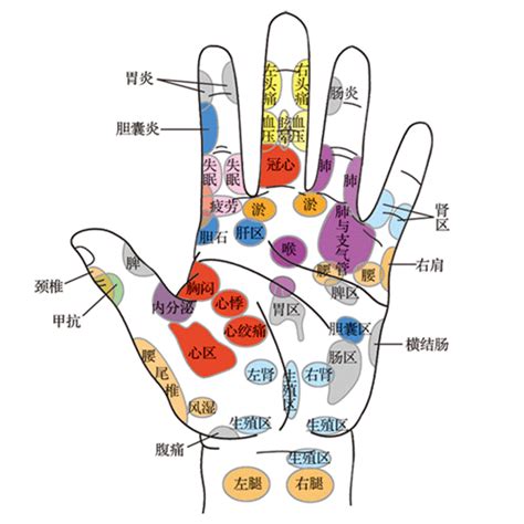 手指代表器官|人人都能学会的手诊——手指与五脏